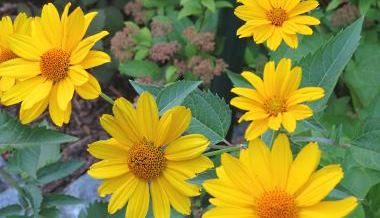 Sonnenblumen Gartenpension Fischl