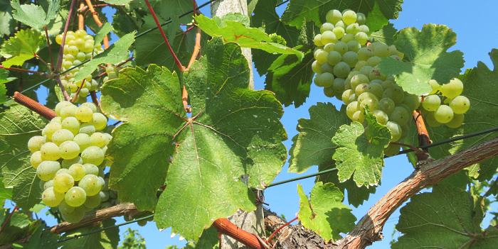 Gartenpension Fischl Weisse Trauben